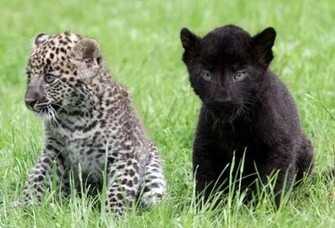 Black Leopard Wallpaper Zoom