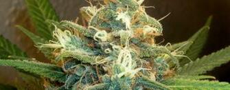 Weed Blunt Wallpaper Marijuana Articles