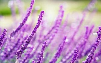 HD Lavender Flower Background