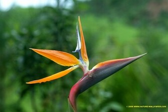Bird Of Paradise In By Nature Wallpaper