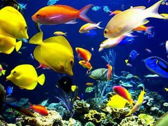Aquatic HD Wallpaper