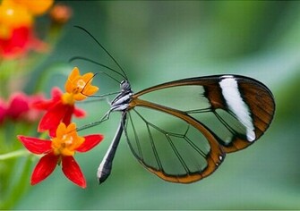 Cool Butterfly Wallpaper