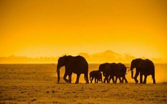 Elephant Leadership Herd Of Elephants