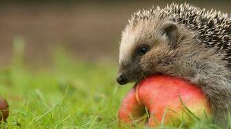 Hedgehog Wallpaper