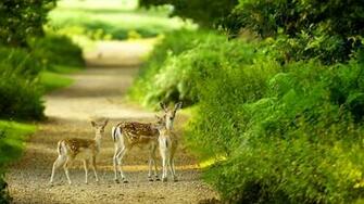 Beautiful Baby Deer Green Nature Wallpaper Full HD