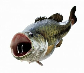 Largemouth Bass Wallpaper WallpaperHDcollection