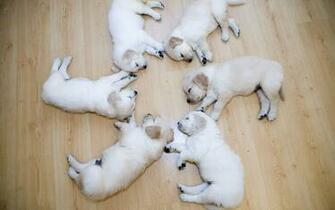 Wallpaper Cute Puppies Dog Animal Background
