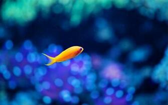 Cute Fish Wallpaper Yellow Cool Walldiskpaper
