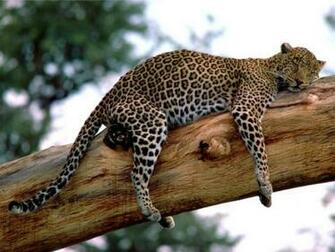 Safari Animals Background Wallpaper