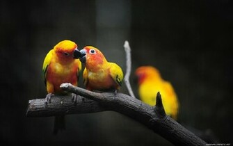 Love Birds