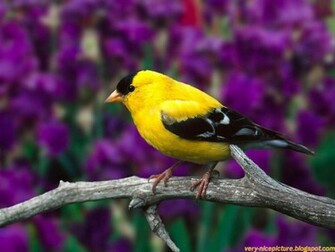 Nice Wallpaper Birds Natural Nature