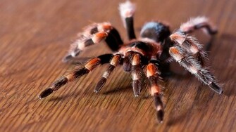Tarantula Spider HD Wallpaper Image