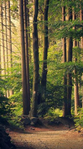 Nature Wood Forest Sunshine Mountain Android Wallpaper
