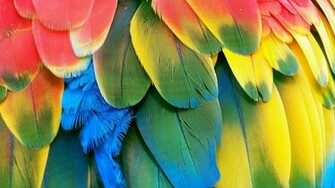 Macaw Parrot Bird Tropical Wallpaper Background