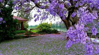 Purple Tree Wallpaper