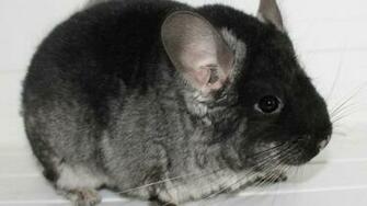 Chinchilla HD Wallpaper