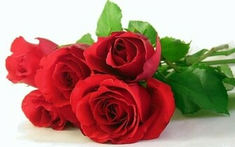 Flowers Roses White Background Red Rose Wallpaper
