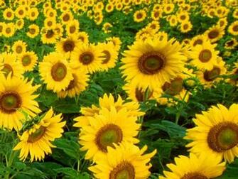 Yellow Flower Wallpaper