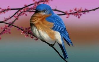 Bluebird Wallpaper 9h4iv9e Jpg Picserio