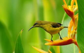Sparrow Bird Nature Desktop HD Wallpaper Jpg
