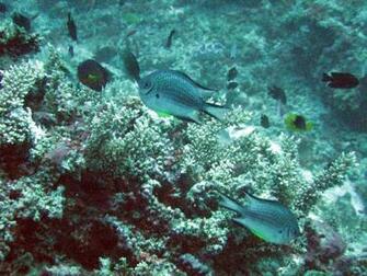 Ocean Reef Wallpaper
