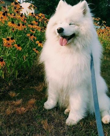 Samoyed Dogs