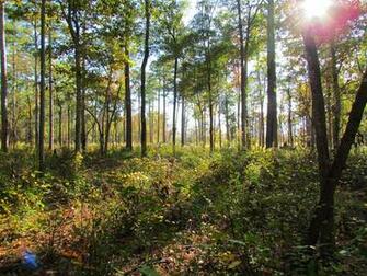 Croatan National Forest Nc