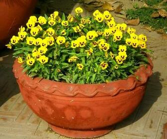 Vaso De Flores Primavera Vetor
