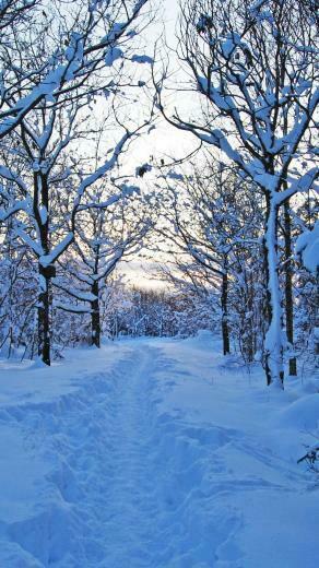 Morning Winter Snow Snowdrifts Young Growth Sweden iPhone