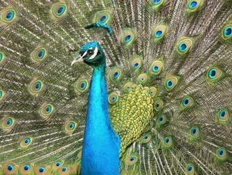 Beautiful Peacock Wallpaper