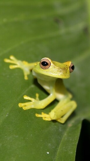 Green Frog Htc One Wallpaper Best And Easy