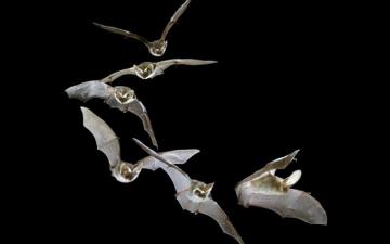 Bats Wallpaper On