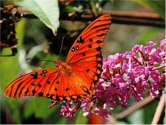 Photo Of A Gulf Fritillary On Butterfly Bush