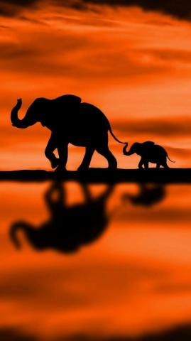 A Baby Elephant Following It S Mother On Beautiful Orange