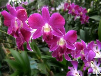 Orchids Flowers Wallpaper