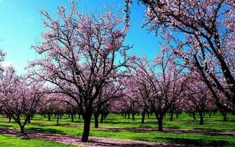 Wallpaper For Early Spring Desktop Uploaded On