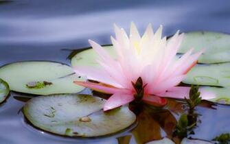 Beautiful Wallpaper Lotus HD