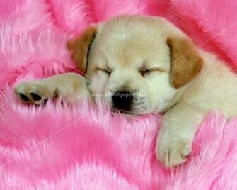 Cute And Beautiful Cats Dogs HD Wallpaper Photographs