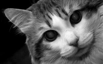 Black And White Cat Best Animal Wallpaper