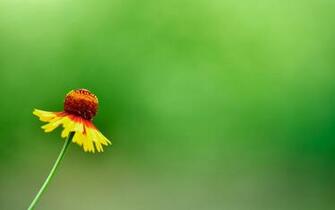 Yellow Summer Flower Wallpaper Stock Photos