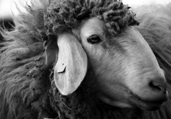 Agriculture Animal Black White Face Head Herd
