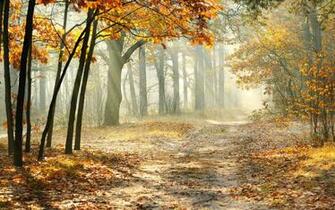 Landscape Morning Nature Beautiful Wallpaper