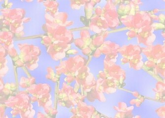 Pale Flowers Background Quince
