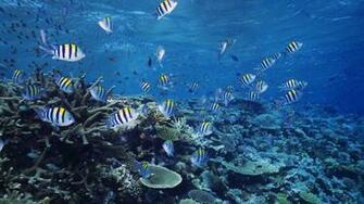Pics Photos Ocean Life Wallpaper