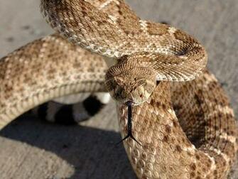 Rattlesnake Wallpaper