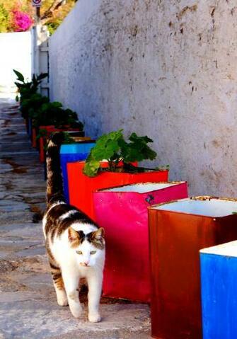 Cat Taking A Walk In Mykonos Island Greece Greek Cats