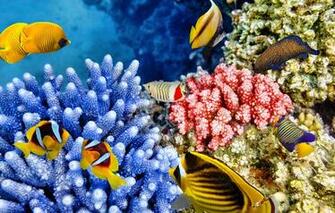 Underwater Fish Ocean Coral Reef Wallpaper Photos Pictures