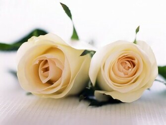 Flowers For Flower Lovers White Rose Desktop HD Wallpaper