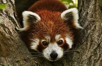 Red Panda Wallpaper
