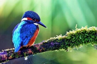 Beautiful Birds Wallpaper HD Tinydesignr